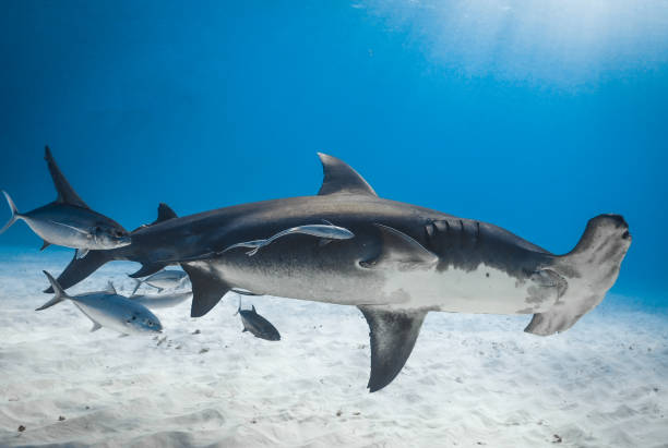 istock Great Hammerhead Shark Bimini Bahamas 1334994323