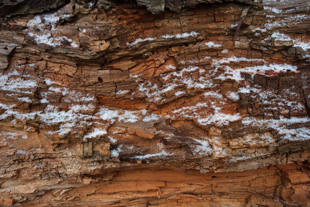 Snow-covered surface of an old tree trunk tree. Background for design.