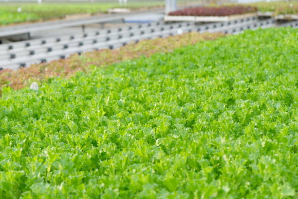 istock Growing lettuce and Basil in a large greenhouse 1334995850
