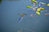 fische-im-wasser-warten-auf-beute.jpg?b=1&s=170x170&k=20&c=d1adYbEvqk1iR3InXDZXMLPzTKOzEYJKoNfvIp9qDa4=