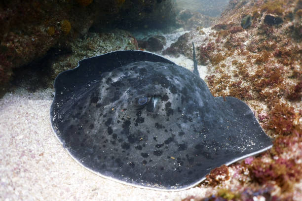 istock Stingray Manta Ray Southern Stingray Ribbontail Ray 1334996574