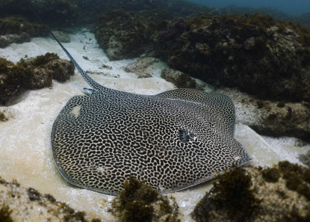 istock Stingray Manta Ray Southern Stingray Ribbontail Ray 1334996578