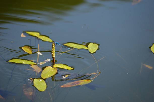 istock fish in water waiting for prey 1334996595