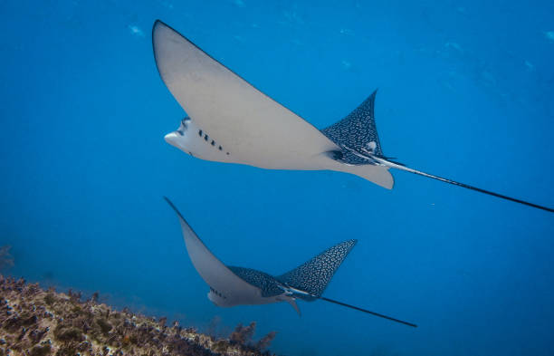 istock Stingray Manta Ray Southern Stingray Ribbontail Ray 1334997126