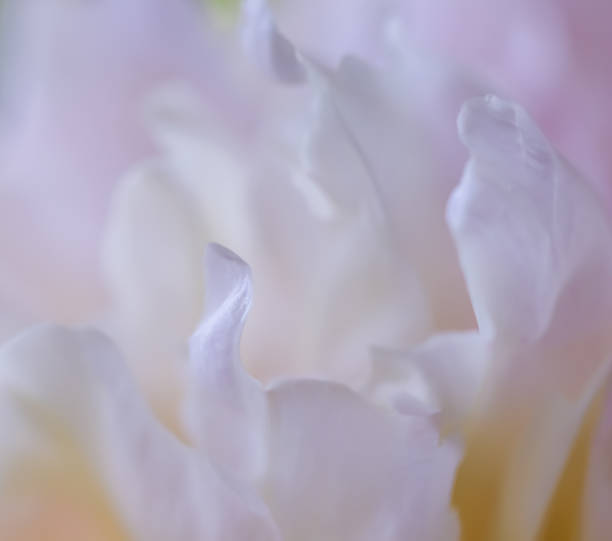 istock Soft focus, abstract floral background, white peony flower petals. Macro flowers backdrop for holiday brand design 1334998772