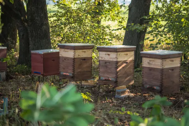 Bee hives on a green meadow. Insects bee collect honey.