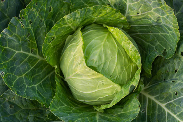 istock White cabbage damaged by a caterpillar. Holes in cabbage leaves from caterpillars 1334999985