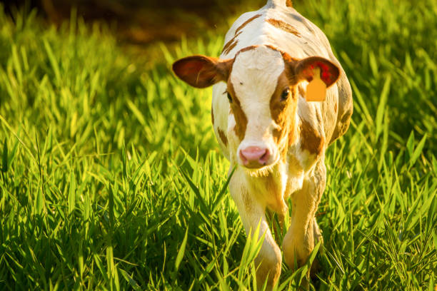 istock Cows grazing on a green summer meadow. Livestock 1335000011