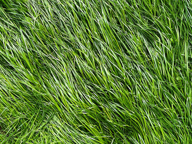 istock Abstract background of lush green grass 1335000257
