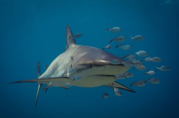Caribbean Reef Shark Blacknose Shark Tiger Beach