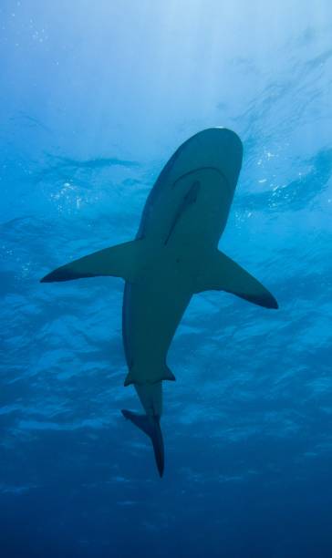 istock Caribbean Reef Shark Blacknose Shark Tiger Beach 1335000388