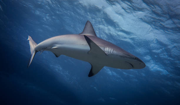 Caribbean Reef Shark Blacknose Shark Tiger Beach