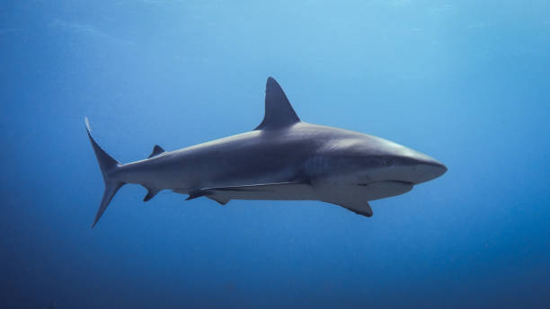 istock Caribbean Reef Shark Blacknose Shark Tiger Beach 1335000460