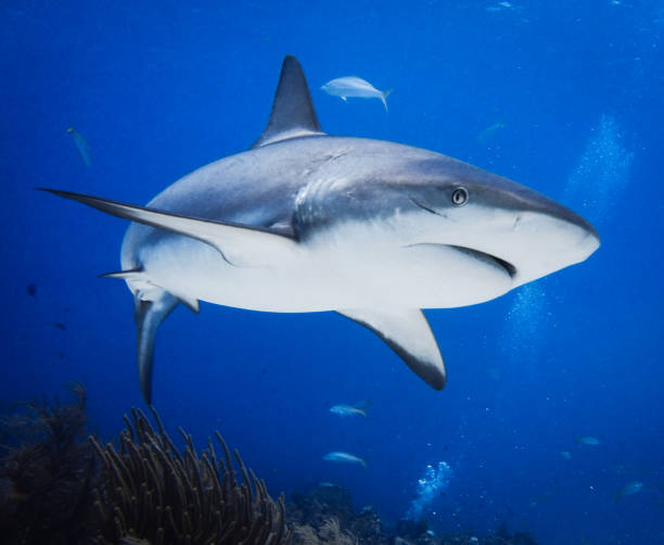 Caribbean Reef Shark Blacknose Shark Tiger Beach