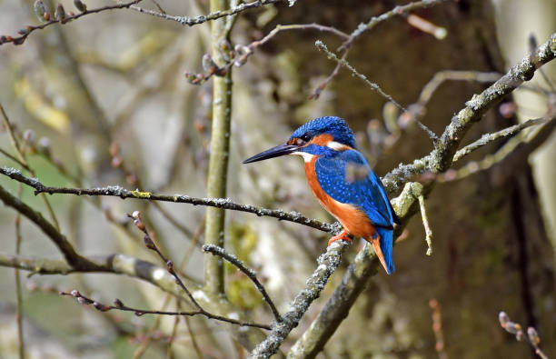 istock Kingfisher perching on a branch facing to the left. 1335001086