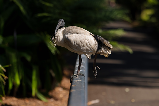 White Ibis with a sore leg on a fence.