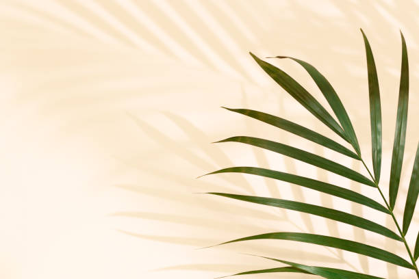 istock Palm leaves on yellow background or surface with shadow and sunlight. Stylish banner 1335001468