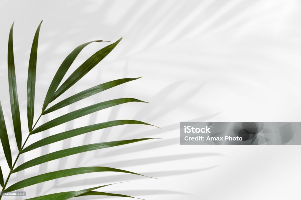 Tropical leaves background on white wall. Minimalistic background concept with leaf shadows Palm Tree Stock Photo
