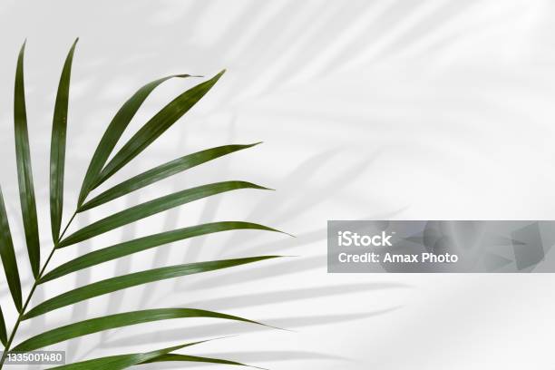 Tropical Leaves Background On White Wall Minimalistic Background Concept With Leaf Shadows Stock Photo - Download Image Now