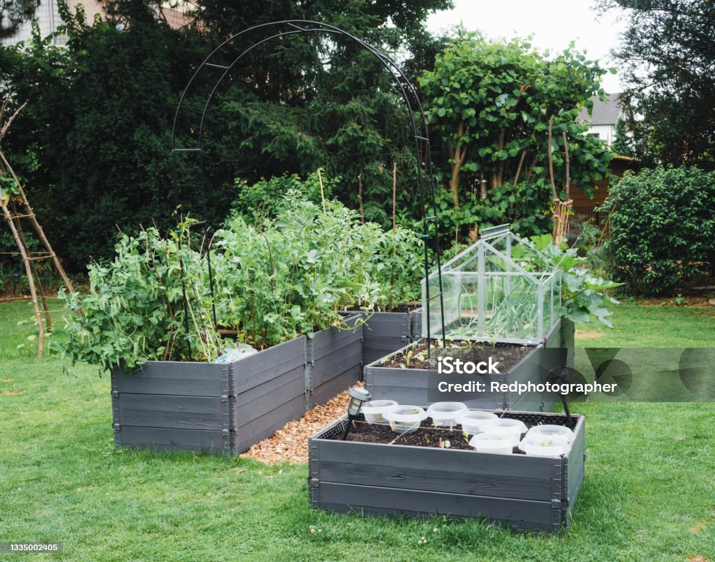 Raised beds in the garden Garden with an area of raised vegetable beds and a cold frame in the center Flowerbed Stock Photo