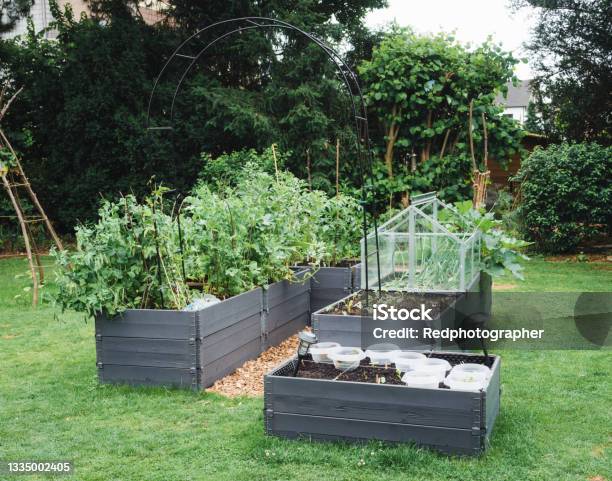 Raised Beds In The Garden Stock Photo - Download Image Now - Flowerbed, Garden, Gardening