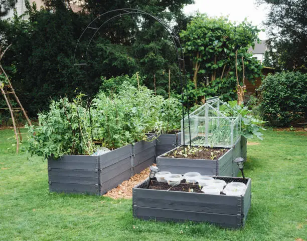 Garden with an area of raised vegetable beds and a cold frame in the center