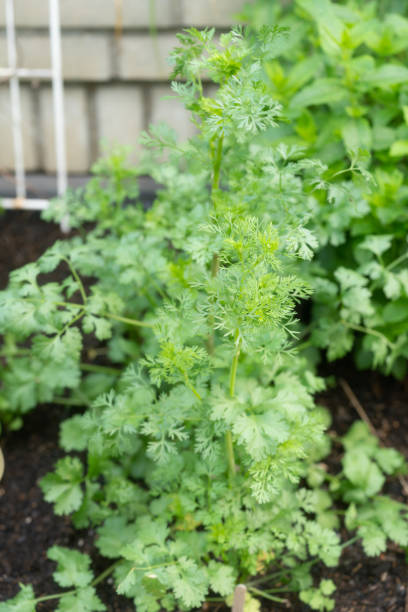 istock Coriander in the garden 1335002407
