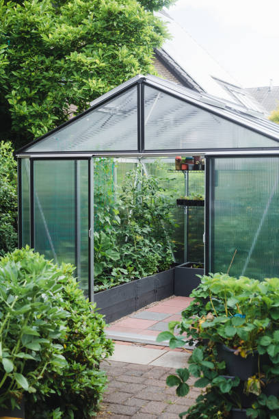 istock Greenhouse in the garden 1335002415