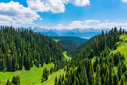 Aerial View of mountain and green forest with grass in Kalajun grassland,Xinjiang,China.
