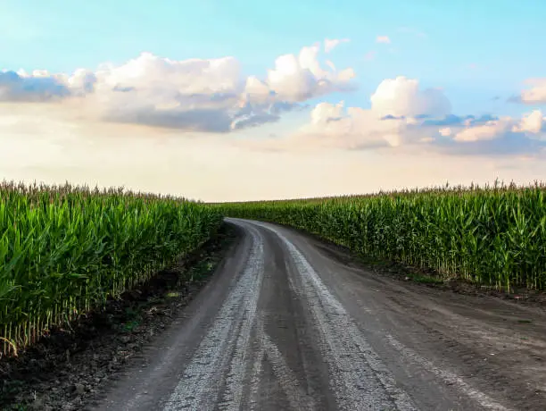 Rural road is turning through a corn fields