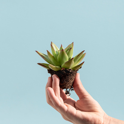 Small houseplant succulent or cactus in child's hand. Transplanting indoor plants. Minimalist home gardening concept. Home plant with clod of earth and roots isolated on pastel blue background