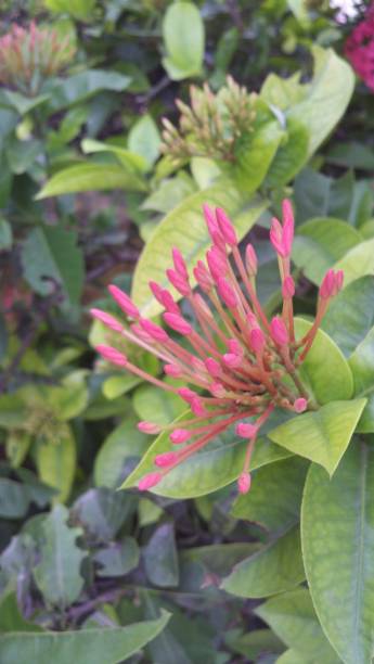 istock Ixora coccinea L.  Ixora chinensis Lam 1335006027