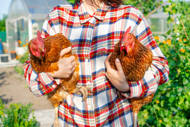 istock Farmer girl holding two red chicken hens in her hands 1335007229