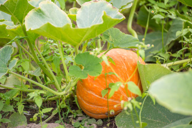 istock An unshielded orange pumpkin growing in a garden bed. 1335007291