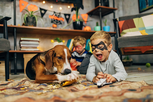 Cheerful brothers, playing with their toys, during Halloween night, while their hound dog biting the pumpkin