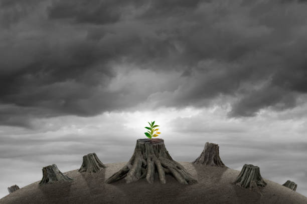 istock New sprout emerges from a felled tree 1335008666