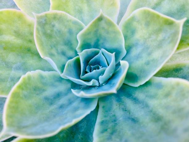 istock Echeveria Succulent Closeup 1335010707