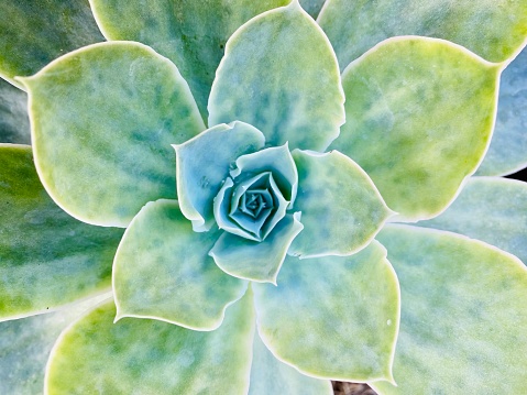 Horizontal high angle closeup photo of a beautiful blue green Echeveria succulent growing in a pot on a sunny day in Winter