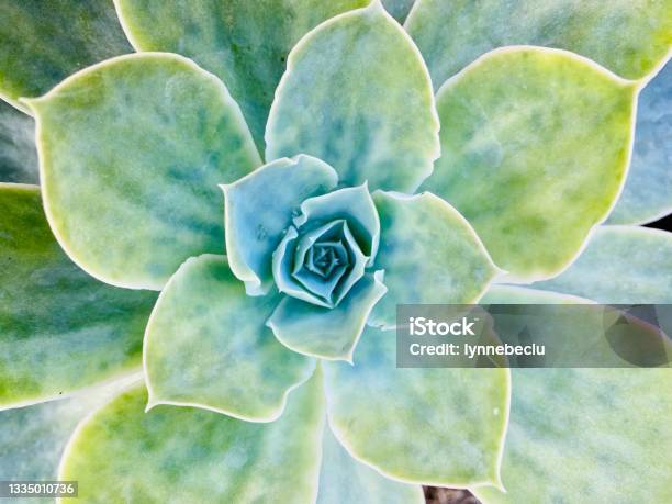 Echeveria Succulent Closeup Stock Photo - Download Image Now - Macrophotography, Nature, Plant
