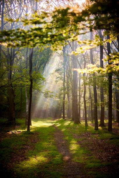 istock Forest on an early morning 1335011088