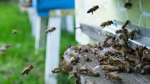 Bees attacked by hornets at the hive. Bee killer hornet . Slow-motion video.