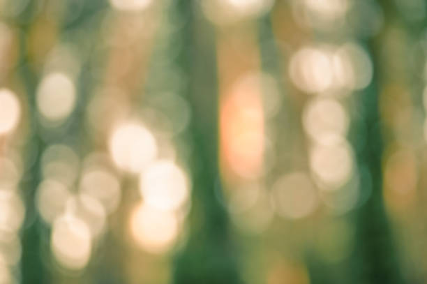 istock Defocus light forest. Natural blurred background. Silhouettes of trees at sunset. bokeh. 1335012735