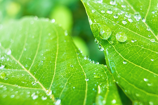 Macro closeup of Beautiful fresh green leaf with drop of water nature background.
