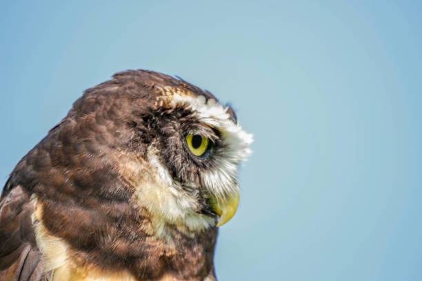 The spectacled owl portrait with room for copyspace Spectacled owl spectacled owls (pulsatrix perspicillata) stock pictures, royalty-free photos & images
