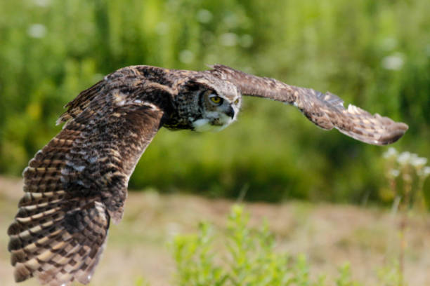 istock Great horned owl in flight from a barn 1335015344