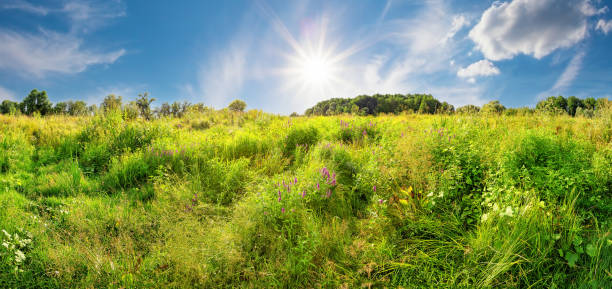 Field with wildflowers and green grass during the day. Panorama