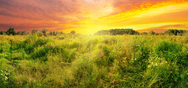 istock Meadow of wildflowers under dramatic sunset sky 1335016080