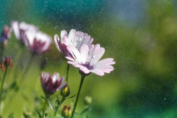 Flowers during a summer rain, a soft green-blue background with bokeh