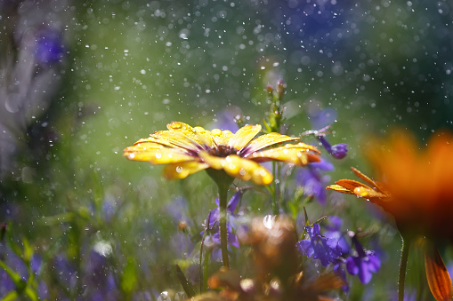 Bright flowers during a summer downpour. Shallow depth of field, boke.
