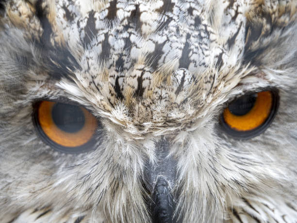 istock Siberian eagle owl bubo sibiricus close up eyes portrait 1335017336